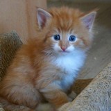 Elvis, 4 weeks old