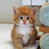 Elvis, 4 weeks old