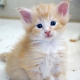 Ernest, 4 weeks old