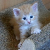Ernest, 4 weeks old