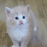 Erwin, 4 weeks old
