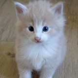 Erwin, 4 weeks old