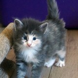 Etna, 4 weeks old