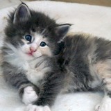 Etna, 4 weeks old