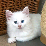 Edelweiss, 8 weeks old