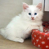 Edelweiss, 8 weeks old