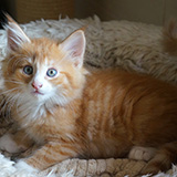 Einstein, 8 weeks old