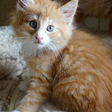 Einstein, 8 weeks old
