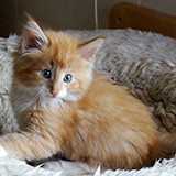 Elvis, 8 weeks old