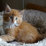 Elvis, 8 weeks old
