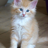 Ernest, 8 weeks old