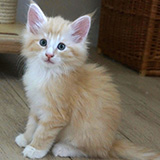Ernest, 8 weeks old