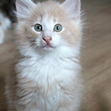 Erwin, 8 weeks old