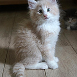 Erwin, 8 weeks old