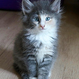 Etna, 8 weeks old