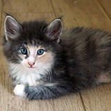 Etna, 8 weeks old