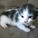 Elixir, 2 weeks old