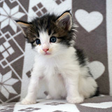 Echo Wapi, 4 weeks old