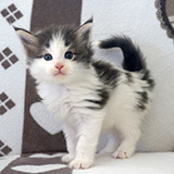 Elixir, 4 weeks old