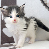 Elixir, 4 weeks old