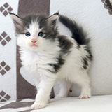 Elixir, 4 weeks old
