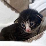 Ehawee, 2 weeks old