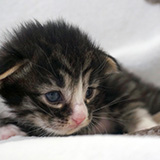 Ehawee, 2 weeks old