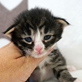 Ehawee, 2 weeks old