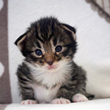 Etania, 2 weeks old