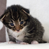 Etania, 2 weeks old