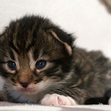 Etania, 2 weeks old