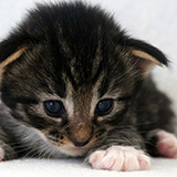 Eyota, 2 weeks old