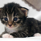 Eyota, 2 weeks old