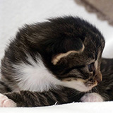 Eyota, 2 weeks old