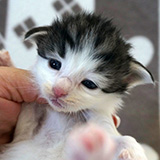 Ezhno, 2 weeks old