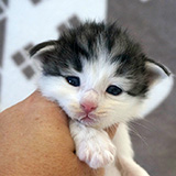 Ezhno, 2 weeks old