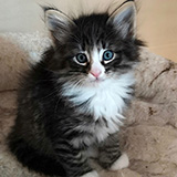 Ehawee, 7 weeks old