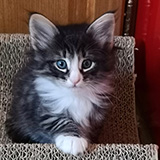 Ehawee, 7 weeks old