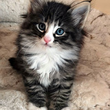 Ehawee, 7 weeks old