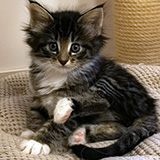 Etania, 7 weeks old