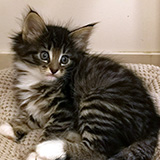 Etania, 7 weeks old