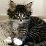 Etania, 7 weeks old