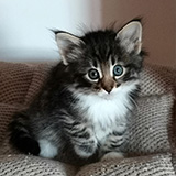 Eyota, 7 weeks old