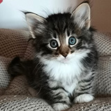Eyota, 7 weeks old