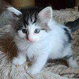 Ezhno, 7 weeks old