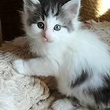 Ezhno, 7 weeks old