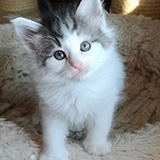 Ezhno, 7 weeks old