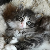 Eclypse, 7 weeks old