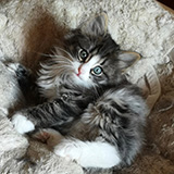 Eclypse, 7 weeks old