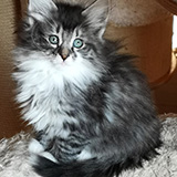 Electre, 7 weeks old